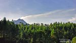 Siap-siap Terbuai Indahnya Hutan Pinus Kragilan