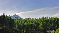 Gunung Merapi dengan latar depan hutan cemara bisa dinikmati disini