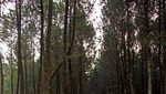 Siap-siap Terbuai Indahnya Hutan Pinus Kragilan