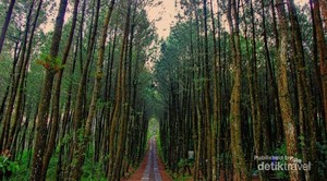 Siap-siap Terbuai Indahnya Hutan Pinus Kragilan