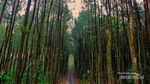 Siap-siap Terbuai Indahnya Hutan Pinus Kragilan