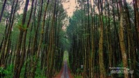 Pesona Hutan Pinus Kragilan