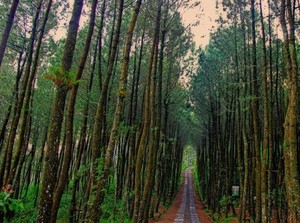 Siap-siap Terbuai Indahnya Hutan Pinus Kragilan