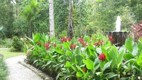 Taman-taman cantik di Rimba Papua Hotel