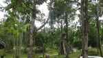Siapa Sangka, Ada Hotel Mewah di Tengah Hutan Rimba Papua