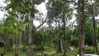 Hutan dengan pepohonan lebat
