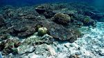 Siapa Sangka, Ada Pulau Secantik Ini di Selat Makassar