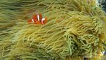 Siapa Sangka, Ada Tempat Snorkeling Keren di Kalsel!