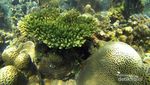 Siapa Sangka, Ada Tempat Snorkeling Keren di Kalsel!