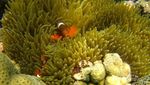 Siapa Sangka, Ada Tempat Snorkeling Keren di Kalsel!