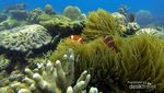 Siapa Sangka, Ada Tempat Snorkeling Keren di Kalsel!