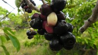 duwet, buah yang mirip anggur