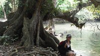 Pohon besar yang asik buat objek foto