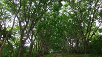 Jalan menuju Pura Jayaprana