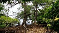 Mangrove Forest di Bali Barat