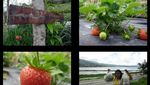 Siapa Sangka, Bedugul Punya 3 Danau Super Cantik!
