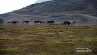 Savanna Fulan Fehan