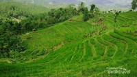 Menyapa ibu ibu yang sedang bertani.