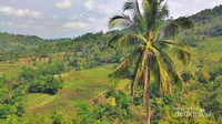 Lahan persawahan warga dilihat dari atas jalan menuju Curug