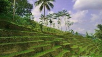 Terasering yang cantik di pinggir jalan raya menuju Curug  S
