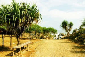 Siapa Sangka, Masih Ada Pantai Cantik dan Sepi di Yogya