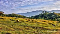 Ada banyak hewan ternak
