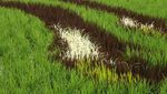 Simlabim! Sawah Disulap Jadi Lukisan di Jepang