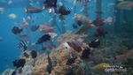 Singgah di Desa Sawinggrai yang Mempesona di Raja Ampat