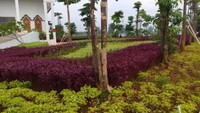 Taman yang cantik di sekitar mesjid