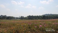 Taman bunga di Singha Park
