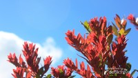 Flora di Bromo