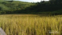 sabana di tengah bukit sumurup