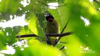 Burung Samyong