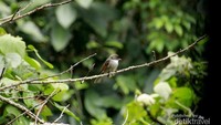 Burung Kipasan Flores
