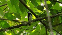 Burung Anis Nusa Tenggara