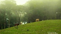 Timor Tengah Selatan