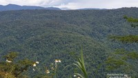 Hutan tropis yang lebat dan virgin terbentang sepanjang perjalanan Manokwari-Lembah Kebar