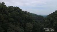 Pemandangan hutan yang lebat dari atas jembatan