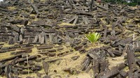 Pemandangan di sekitar tidak hanya unik tetapi juga cantik