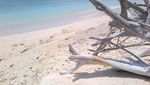 Snorkeling di Laut Bening Pantai Senggigi