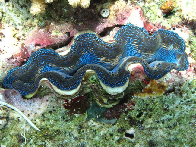 Snorkeling Sekitar Pulau Bunaken