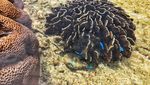 Snorkeling Tanpa Basah di Tolitoli
