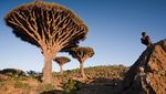 Socotra, Pulau dengan Ratusan Tanaman Unik
