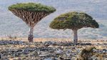 Socotra, Pulau dengan Ratusan Tanaman Unik