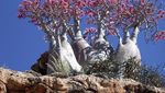 Socotra, Pulau dengan Ratusan Tanaman Unik