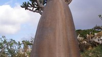 Mawar Gurun di Socotra (sumber: Amusing Planet)
