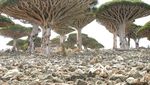 Socotra, Pulau dengan Ratusan Tanaman Unik