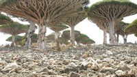 Pohon Darah Naga (Dracaena cinnabari) (sumber: Amusing Planet)