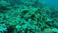 yellow tail barracuda