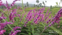 Kebun yang cantik